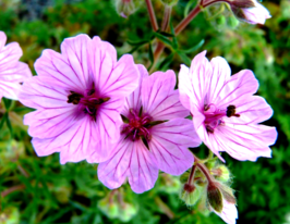 Герань клубненосная  Тубероса (Tuberosum) купить