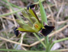 Гермодактилус клубненосный Тубероса (Tuberosus) купить
