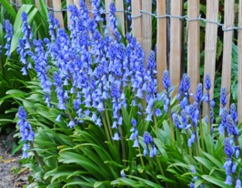 Гіацинтоідес іспанський Блакитний (Blue)купити