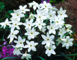 Ифейон Альберто Кастилло (Alberto Castillo) купить