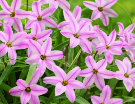 Ифейон Тесса (Tessa) купить