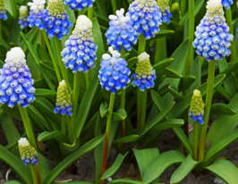 Мускари Маунтин Леди (Mountain Lady) купить