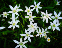 Орнітогалум Умбеллатум (Umbellatum)купити