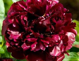 Пион Блэк Бьюти (Black Beauty) купить