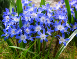 Проліска Біфолія (Bifolia)купити