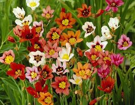 Спараксіс Триколор мікс (Tricolor)купити