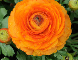 Ранункулюс Asiaticus Aviv Золотистый купить