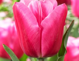 Тюльпан триумф Джамбо Пинк (Jumbo Pink) купить