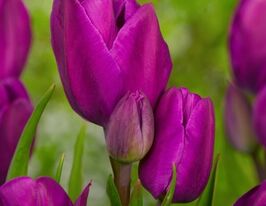 Тюльпан Многоцветочный Перпл Букет (Purple Bouquet) купить