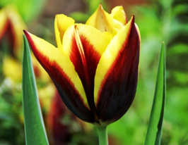 Тюльпан простой поздний  Гавота (Gavota) купить