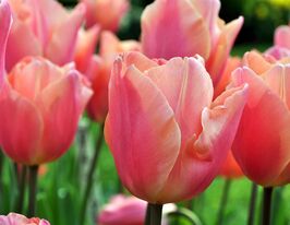 Тюльпан багатоквітковий Король Дракон (Dragon King)купити