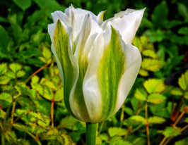 Тюльпан зеленоцветный Спринг Грин (Spring Green) купить