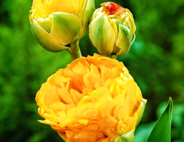 Тюльпан махровый Double Beauty Of Apeldoorn купить
