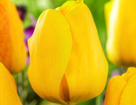 Тюльпан Дарвина Golden Apeldoorn купить
