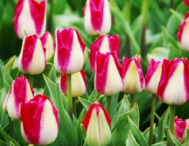 Тюльпан триумф Алектрик (Alectric) купить