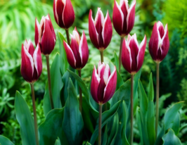 Тюльпан триумф Шансонетте (Chansonette) купить