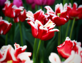 Тюльпан триумф Элегант Кроун (Elegant Crown) купить