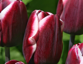 Тюльпан триумф Фонтенбло (Fontainebleau) купить