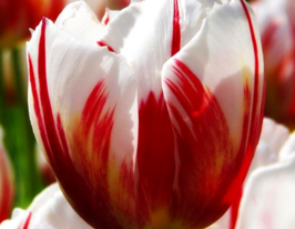 Тюльпан тріумф Хеппі Дженерейшн (Happy Generation)купити