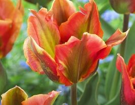 Тюльпан зеленоцветный Артист (Artist) купить