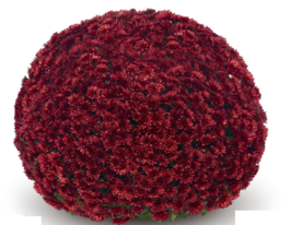 Хризантема Адуро Ред (Aduro Red)купити