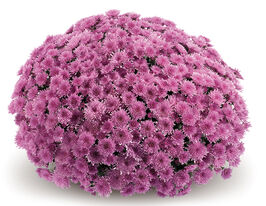 Хризантема Ремос (Remos)купити