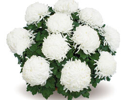 Хризантема Aнгелис (Angelys) купить