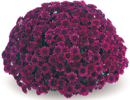 Хризантема Aвалон Перпл (Avalon Purple)купити