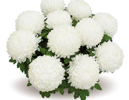 Хризантема Билкис (Bilkis) купить