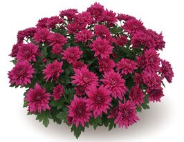 Хризантема Варшава (Warsaw) купить