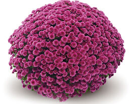 Хризантема Ясода Мау (Jasoda Mauve)купити