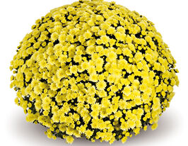 Хризантема Ясода Єллоу ( Jasoda Yellow)купити