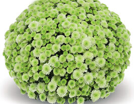 Хризантема Примо Писташ (Primo Pistache) купить