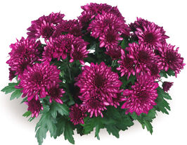 Хризантема Wonderland Dark Pink купить