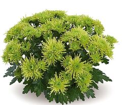 Хризантема Паракет Грин (Parakeet Green) купить