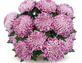 Хризантема Файбелли (Faibelle) купить