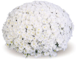 Хризантема Де Ніро Вайт (De Niro White)купити