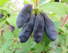 Жимолость Блакитний банан (Blue Banana)купити