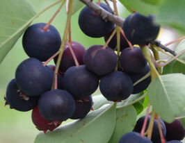 Ирга Хонейвуд (Honeywood) купить