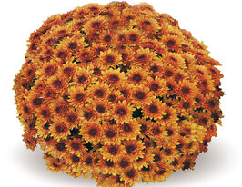 Хризантема Авалон Оранж (Avalon Orange)купити