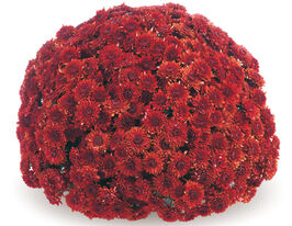 Хризантема Авалон Ред (Avalon Red)купити