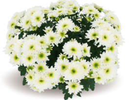 Хризантема Бельмонд (Belmond) купить