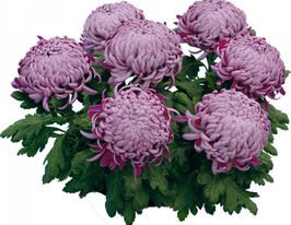 Хризантема Іріса Віолет (Irisa violet)купити