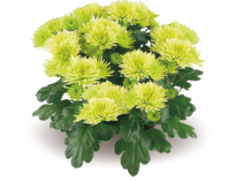 Хризантема Маунт Верде (Mount Verde) 1 шт купить