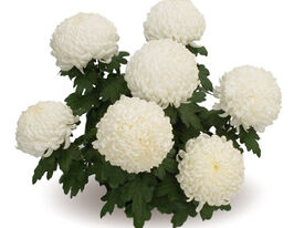 Хризантема Роялс (Royals)купити