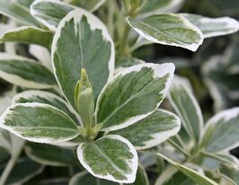 Бересклет Альбомаргинатус  Albomarginatus купить