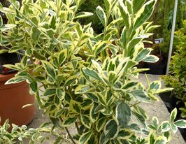 Бересклет японский Браво (Bravo) купить