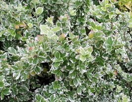 Бересклет японский Сьюзен (Susan) купить