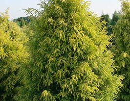 Ялівець звичайний Голд Кон (Gold Cone)купити