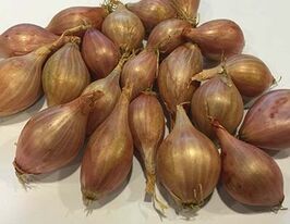 Цибуля Шалот Росанна озимакупити